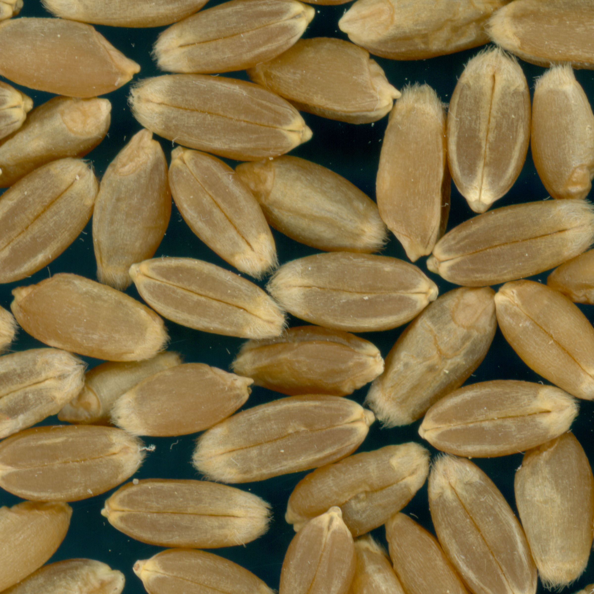 KERNELS